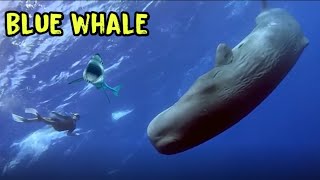 The Vast Range of the Blue Whale /  friendly animals