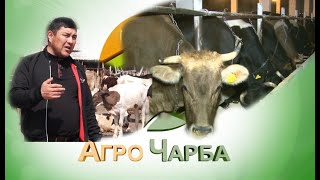 Асыл тукум малды бордоп, семиртүүдө кандай жаңы технологиялар колдонулууда? | Агро Чарба