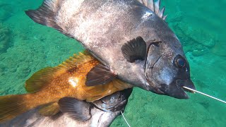 Spear fishing Digest.【in Japan】