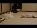 犬を投げ倒す猫（judo cat）