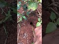 Natural life IQ catching king crickets in deep hole just using venomous ants