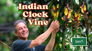 The Spectacular Indian Clock Vine!