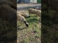 african village sheep grazing