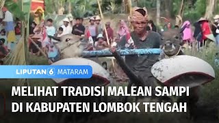 Tradisi Malean Sampi di Kabupaten Lombok Tengah | Liputan Mataram