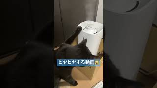 倒すなよ…？絶対に倒すなよ！？ #cat #ねこ #cats #猫のいる暮らし #猫 #黒猫 #猫好き #加湿器