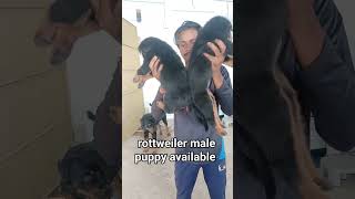 rottweiler male puppy available Raja dog kennel Bhubaneswar Odisha call 7205715203