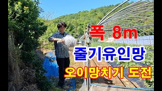 대박 폭8m 오이망치기 / 하우스에 줄기유인망치기 도전 / 열매마 하늘마 집짓기