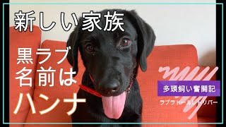 【妹ラブラドールがやってきた】妹パピーを我が家にお迎えして1週間　〜ラブラドールレトリバーの多頭飼い奮闘記〜