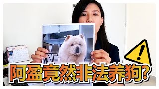 你养狗有执照吗？MPKJ Dog License | #DogTalkwithVicky 阿盈讲狗经