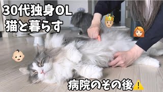 【一人暮らし】原因不明の猫の咳⚠️投薬、フード変更、ファーミネーターで毛玉ケア🏥