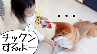 お医者さんごっこでチックンされても黙って耐える優秀な子守犬がこちらです｜犬と子供のvlog