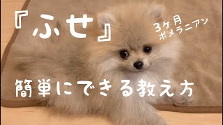 【しつけ】3ヶ月の子犬ポメラニアンでも簡単にできた伏せの教え方