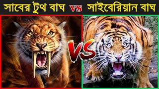 বাঘ VS স্মিলডন, কে জিতবে? Saber Tooth Tiger VS Siberian Tiger | আশ্চর্য দর্শন