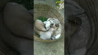Sleeping baby goats | most cute baby goats ❤️.............................. #trending #shorts #short