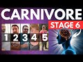 The 6 Stages of the Carnivore Diet: What to Expect at Every Step