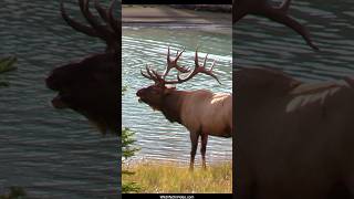 Largest Bull Elk Bugles in His Prime and after His Last Rut - The Sheriff