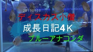 ブルーアナコンダ成長日記：くれくれダンス4Ｋ動画（ディスカス小僧）20190908