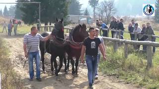 -Crni bombarderi preorali Kozila u finalu Drinića -