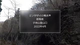 ミソサザイの鳴き声(群馬県 子持山登山口)2022年4月