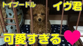 【可愛い犬】可愛すぎる トイプードル イヴ君です 愛犬 噛み癖 赤ちゃん  癒し toy poodle