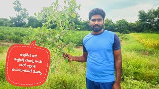 #Prickly chaff || ఉత్తరేణి మొక్క#