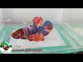 betta fish svr ត្រីក្រឹមស្វាយរៀង