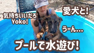 【ジャーマンシェパード】暑い日にはプールで愛犬と水遊び！[German Shepherd] Cooling off in the mini pool with dogs!