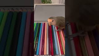 【#コザクラインコ の好きな色は？】#shorts #short #インコ動画 #lovebird #birdlovers #インコのいる暮らし #lovebirds