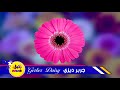 أسماء أجمل الورود و الزهور بالعربية و الانجليزية name of the most beautiful flowers