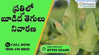 ప్రత్తిలో బూడిద తెగులు నివారణ |  Disease Management of Grey Mildew for Cotton