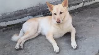 bruce the white german shepherd is having breakfast 😋