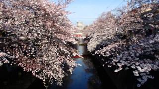 桜 - 中板橋・石神井川 - 2015年3月29日 - P3296097