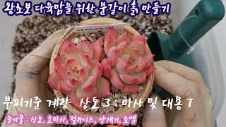 왕초보 다육맘, 첫 분갈이할 다육이 배양토 ( 분갈이 흙) 배합해요! [ 준비물 : 소마사, 상토, 펄라이트, 양재기, 쇼벨)