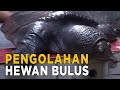 Proses panjang mengolah bulus, dari masakan hingga menjadi minyak bulus | SISI LAIN