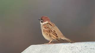 麻雀(Passer montanus) 叫聲