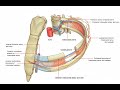 Anatomy of the intercostal space and its clinical anatomy Muscles, vessels and nerves