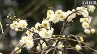 荒山公園（大阪府堺市）でウメが見頃に