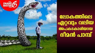 ലോകത്തിലെ ഏറ്റവും വലിയ അപകടകാരിയായ ഭീമൻ പാമ്പ്‌ | Snakemaster EP 668