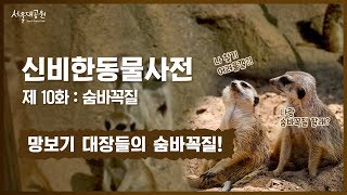 신비한동물사전 10화 :  미어캣 두번째 이야기, 망보기대장들의 숨바꼭질 (Meerkat's second story, the hide-and-seek of the lookouts)