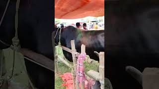 Eid Mubarak 🌙🐂🦙🐫 Quarbani Eid Biggest cow in Tripura #ramzan mubarak 2023 #shorts #eid #cow #viral
