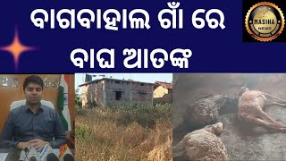 ବାଗବାହାଲ ଗାଁ ରେ ବାଘ ଆତଙ୍କ#nuapada#newstoday#odianews#masihanews