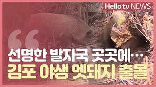 돼지열병 안가셨는데…김포서 야생 멧돼지 흔적