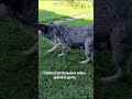 Австралийские хилеры игры. heeler cattle_dog хилер австралийский_хилер хилерЭля