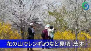 花の山でレンギョウなど見頃 茂木