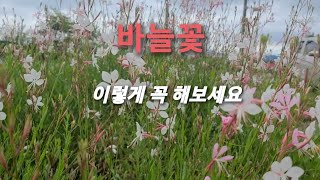 바늘꽃 풍성하게 기르기#후룩스#옥잠화#장미