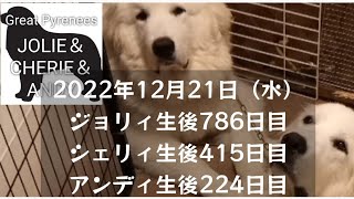 №786-415-224 ジョリィとシェリィとアンディ/JOLIE\u0026CHERIE\u0026ANDY/ #犬 #グレートピレニーズ #ジョリー #シェリー #アンディー #greatpyrenees #dog