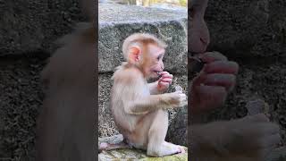 12-29-24  #Monkey #abandonedmonkey #poormonkey #funnymonkeyshorts #reels #tiktok