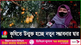 কৃষিতে ভিন্নতা এনেছে ঠাকুরগাঁওয়ের কৃষকরা, ভিনদেশী ফলের ব্যাপক চাষ | BanglaVision