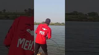 Big wallago attu catfish hunting //#shortvideo #shorts #fishing