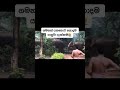 කොච්චර බැලුවත් එපා වෙන්නෙ නෑ 😂 funny elephant srilanka ආතල් viralvideo youtubeshorts